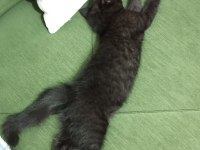 British shorthair kedimiz gece
