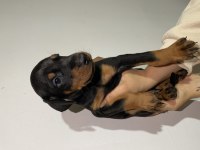 Anne baba şecereli doberman yavrularımız
