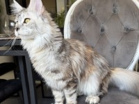 MAİNE COON XXXL POLYDACTYL DİŞİ SILVER 66/66
