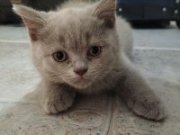 3 adet british shorthair ve fold melezi yavru kedi acil