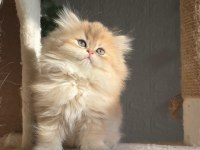 Orijinal safkan British Longhair Dişi yavru