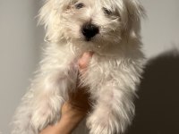 Maltese Erkek Köpeğimiz