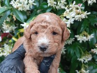 IRK VE SAĞLIK GARANTİ POODLE YAVRULARIMUZ