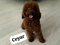 Kore toy poodle