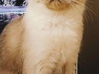 British shorthair kızımıza yuva arıyoruz