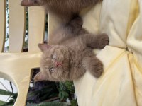 Cinnamon british shorthair