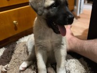 Yeni Doğmuş Kangal Yavruları