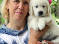 Golden Retriever Adrese Teslim Kapıda Ödeme Yapabilirsiniz