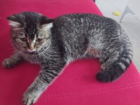 Tabby British Shorthair 6 Aylık