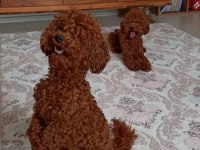 Ev Doğumu Şecereli Toy Poodle Yavrular