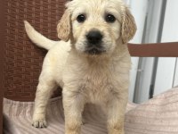 A kalite golden retriever yavruları