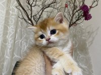Çekirdek ailesine bir can kedi katmak isteyenler burada mı