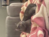 Dişi british shorthair