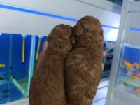 Red Brown Toy Poodle Bebekler