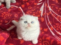 Scottish fold lekesiz beyaz erkek