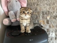 SCOTTISH FOLD GOLDEN YAVRULARIM  