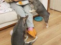 Kardeş french bulldog sahiplendirme