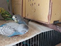 Sağlıklı muhabbet kuşları
