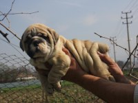 SİTENİN DEDİKODUSU BULLDOG PONÇİKLERİM