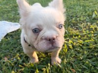 French bulldog yavruları
