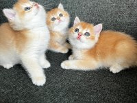 Golden British Shorthair