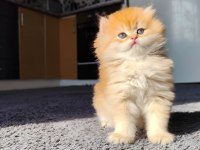 Safkan british longhair aslan oğlana yuva arıyorum