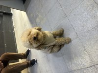 KÖPEĞİMİZE ÇİTFLEŞMEK İÇİN EŞ ARIYORUZ