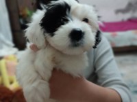 Terier Malta Maltese maltipoo Sıfırboy