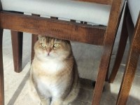 İki şahane Golden Shaded British Shorthair