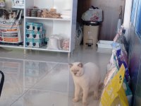 British shorthair kedisi