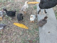 1+8 Gurk tavuk ve Civcivleri köy tavukları