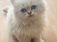 Kaliteli British Longhair Bebekler