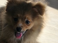 Saf pomeranian erkek yavru