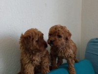 Orjinal red toy poodle yavrular Fethiye