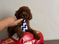Toy poodle yavrular