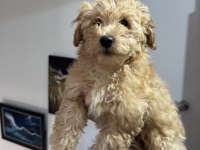 Wc eğitimli aşılı pasaportlu maltpoo yavrularımız