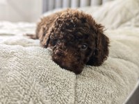 ÇIKOLATALI TOY POODLE BEBEKLER