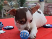 Chihuahua Erkek yavru Teacup Marjinal Renk