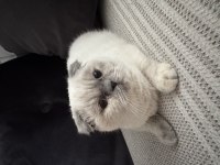 Scottish fold kedimiz