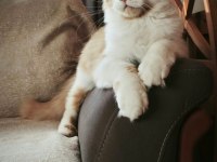 Xxl Polidaktil Erkek Şecereli Maine Coon