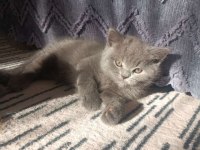 A kalite british shorthair yavru sahiplendirilecek