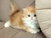 British Longhair ve Shorthair Sevecen Yavrularımız