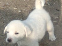 Koca kafa akbaş yavrusu