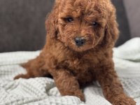 0 NO TOY POODLE YAVRUMUZ