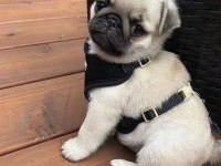 EV ORTAMINDAN PUG YAVRULARIMIZ