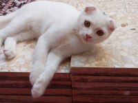 Yavru Scottish Fold