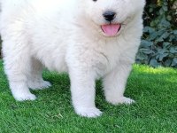 Pamuk Samoyed Bebekler