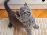 GRİ LİLAC DİŞİ ERKEK SAFKAN YAVRULAR
