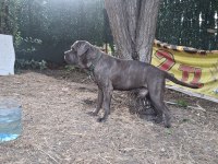 Cane corso blue köpeğimiz