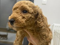 Kendi toy poodle yavrularımız DİŞİ - ERKEK